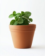Fototapeta premium Terracotta Container with Blooming Flora on a Pure White Background