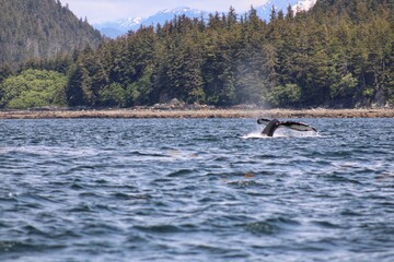 Humpback Whale Tail in Scenic Coastal Waters of Alaska
