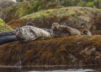 Fototapeta premium Harbor Seals taking a rest on some kelp covered rocks near Tofino, BC, Canada