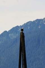 Bald Eagle Perched on Wooden Post with Mountain Backdrop