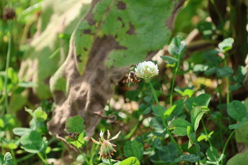 Bee on White Dutch Clover 