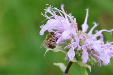 Bee on Wild Bergamot
