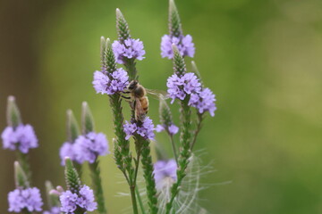 Fototapeta premium Bee on blue vervain 