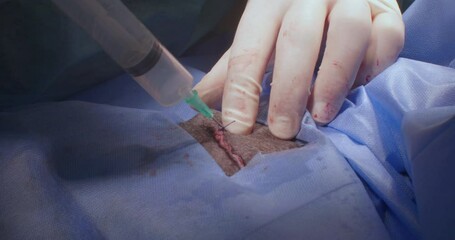 Close-up shot capturing a veterinary surgeon using a syringe to remove air from an animal chest cavity after suturing The procedure highlights the precision and care involved in veterinary medicine.