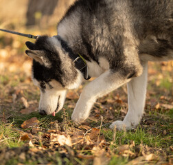 Walking with your favorite husky dogs in the park in autumn. Autumn walk in the park with your dog. © sergo321