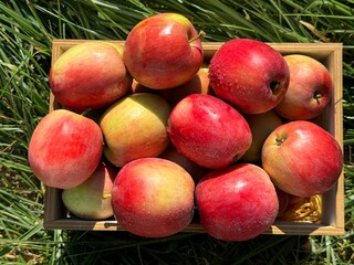 Apples fruits red ripe juicy crispy harvest.