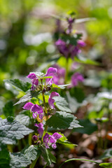 Lamium purpureum wild pink flowering purple dead-nettle flowers in bloom, group of flowering plants
