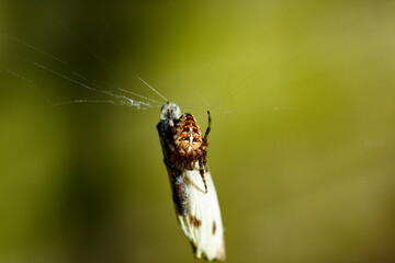 Insect struggling in a spider web in a natural setting during daytime