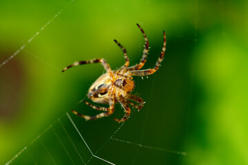 Close-up view of a spider crafting its intricate web in a natural green environment
