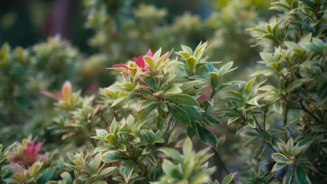 Pieris shrubs growing in the public garden