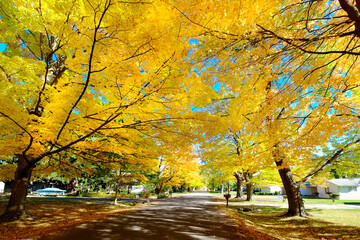 Bottom time fall colors with vibrant red , yellow , orange , leaves in Lexington, Michigan  . Created 09 .08 .24