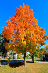 Bottom time fall colors with vibrant red , yellow , orange , leaves in Lexington, Michigan  . Created 09 .08 .24