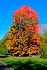 Fototapeta premium Bottom time fall colors with vibrant red , yellow , orange , leaves in Lexington, Michigan . Created 09 .08 .24