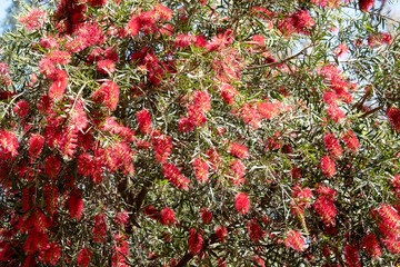 A bottle brush bush in flower