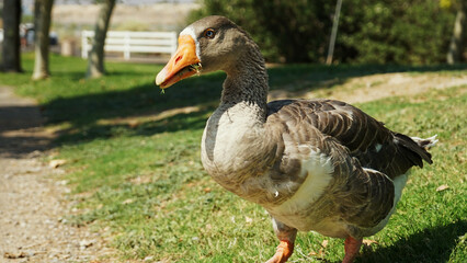 Domestic gooses in very close portrait photography at Floyd Lamb Park Las Vegas