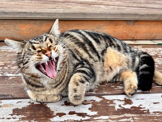 Obraz premium Cat is yawning 