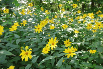 Obraz premium Wild Woodland Sunflower