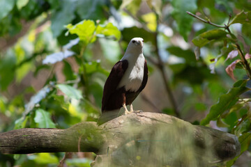 the brahminy kite is perched on a branch