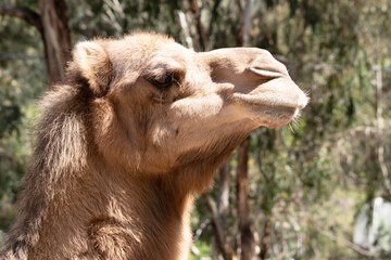 this is a close up of a camel