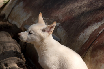this is a side view of a dingo puppy