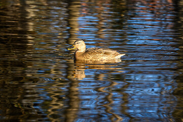 Tranquil Duck Swimming in Reflective Pond Water Under Sunlight