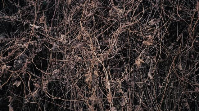 Tangled mess of brown dry thicket. Symbolizing the handicap of mental illness, depression and hardship of overwhelmed mind. Network of natural repeating patterns. High quality 4k footage