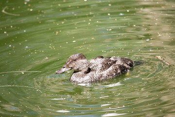 this is a female blue billed duck swimming