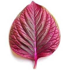 green leaf on a white background