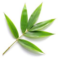 Obraz premium Green Leaf Vector Illustrations on White Background - Minimal and Elegant