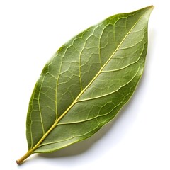 Obraz premium Green Leaf Vector Illustrations on White Background - Minimal and Elegant