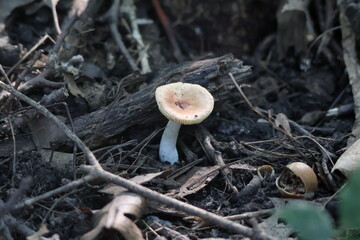 Milk Cap Mushroom in the woods