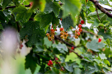 bush with red currant berries after rain close-up