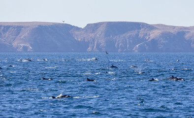 Playful dolphins swimming in the ocean near the Channel Islands, Oxnard, California