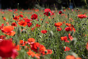 Obraz premium Feld mit Roten Mohn Blumen im Mai