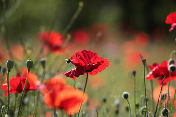 Obraz premium Feld mit Roten Mohn Blumen im Mai