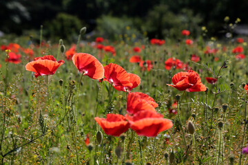 Obraz premium Feld mit Roten Mohn Blumen im Mai