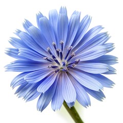 green leaf on a white background