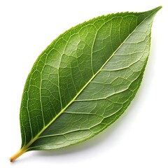 Obraz premium green leaf on a white background