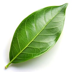 Obraz premium green leaf on a white background