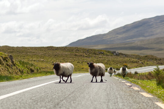 sheep s crossing the  with mountains in the background at Connemara National park in county Galway, Ireland, farm animas and wildlife	
