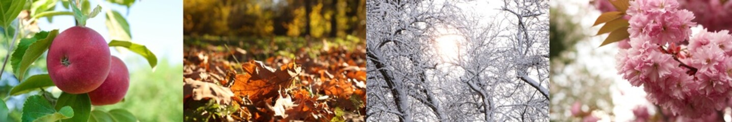 Four seasons, collage. Beautiful photos of nature during spring, summer, fall and winter
