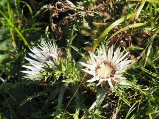 silver shistle flowers