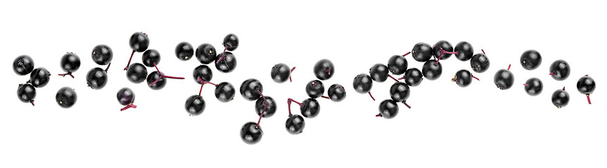 Fresh berries of Sambucus isolated on a white background, top view. European black elderberry.