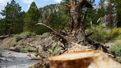 Fototapeta premium Lee Canyon Summer Home Area in Nevada