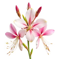 Fototapeta premium green leaf on a white background