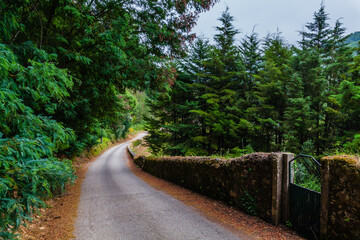 A winding road through a lush green forest, with tall trees lining both sides of the path