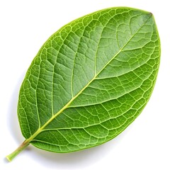 Obraz premium Green Leaf Vector Illustrations on White Background - Minimal and Elegant