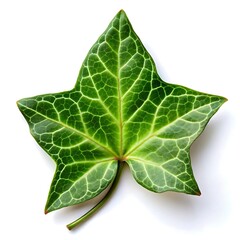 Fototapeta premium green leaf on a white background