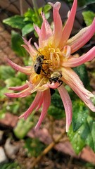 Bees on a pink and yellow Dahlia flower