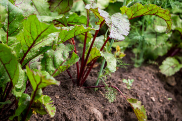 the process of growing beets in a garden bed